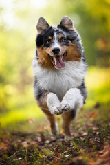 Australian shepherd dog in the meadow