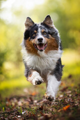 Australian shepherd dog in the meadow