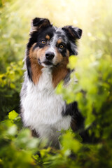Australian shepherd dog in the meadow