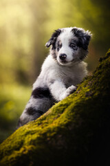 Border collie blue merle puppy at the park