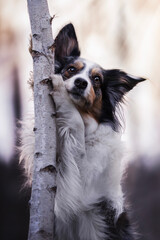 Border collie dog in the forest