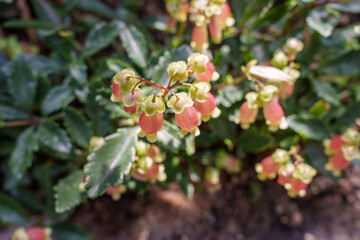 Close-up photo of pink Kalanchoe manginii flowers in bloom