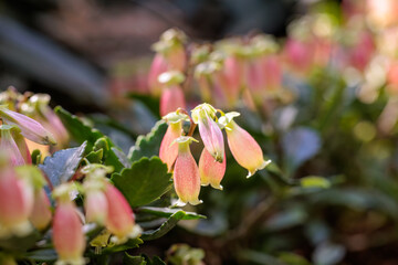Close-up photo of pink Kalanchoe manginii flowers in bloom