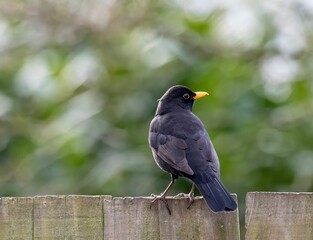 Blackbird on a Wooden Fence
