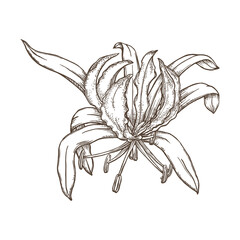 Lily pen and ink drawing. Flower illustration. Vector garden plant drawing. Hand-drawn nature design element. Not AI generated.