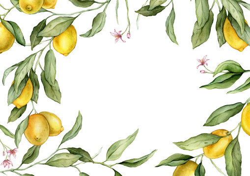 Lemon fruits and pink flowers are a rectangular frame. A drawn manual watercolor illustration of the border with citrus branches on a white isolated. Drawing with tropical fruits Lemon in Bloom.