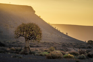 Quiver tree or kokerboom (Aloidendron dichotomum, prev. Aloe dichotoma). Gannabos, near...