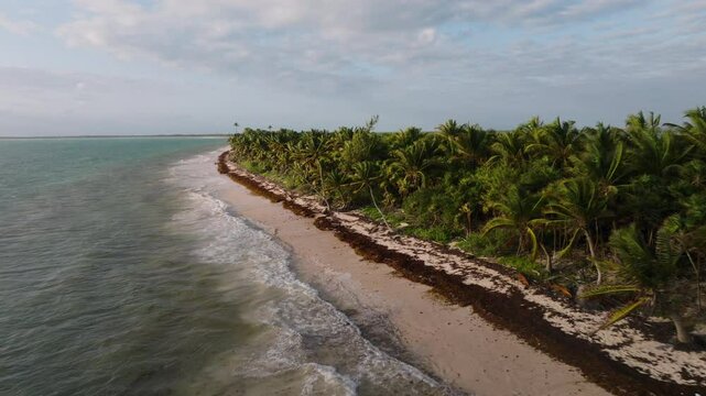 Aerial view of continuos tides at sea shore with palm trees during daytime in Mexico.