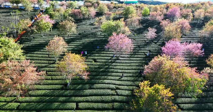 Cau Dat Tea Hill, Da Lat, Vietnam. Pink Cherry blossoms on green background of tea grassland, Beautiful Sakura flowers during spring season, Flora pattern texture, Nature floral background.
