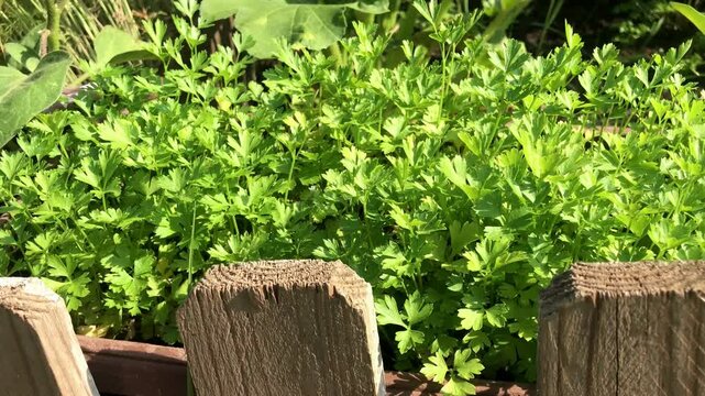 Lush Celery Garden in Sunlit Wooden Planter &ndash; Close-Up Zoom