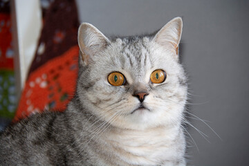 Muzzle of a beautiful gray British cat with amber eyes close-up on a gray background