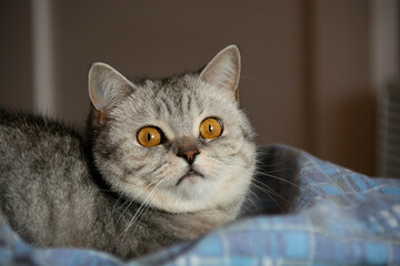 Obraz premium Muzzle of a beautiful gray British cat with amber eyes close-up