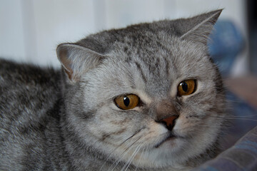 Muzzle of a beautiful gray British cat with amber eyes close-up