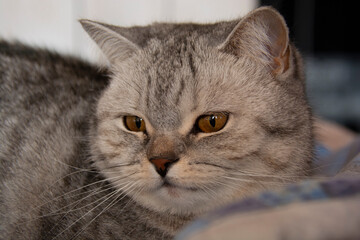 Muzzle of a beautiful gray British cat with amber eyes close-up