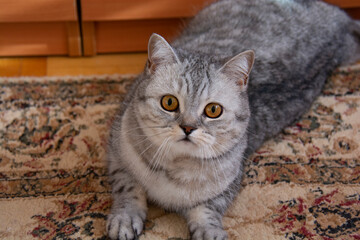 A beautiful gray British cat with amber eyes lies on the carpet and looks into the lens