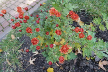 Beginning of florescence of orange spoon Chrysanthemums in mid October