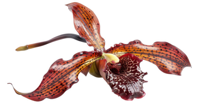 Vibrant paphiopedilum orchid blooming with transparent background