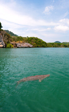 Endangered Thai Dugong swimming in tropical sea and breathe in crystal clear water. Sea cow looks up and take a breath on sea surface. Koh Libong, Trang, dugong is the symbol of Trang, Thailand.