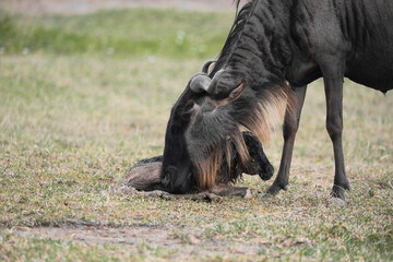 a newly born wildebeest calf is struggling to stand up with the aid of its mother, on the vast savannah of Serengeti, Tanzania