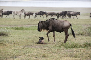 a newly born wildebeest calf is struggling to stand up with the aid of its mother, on the vast savannah of Serengeti, Tanzania