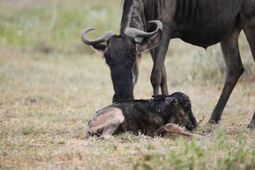 a newly born wildebeest calf is struggling to stand up with the aid of its mother, on the vast savannah of Serengeti, Tanzania