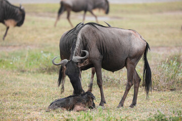 Fototapeta premium a newly born wildebeest calf is struggling to stand up with the aid of its mother, on the vast savannah of Serengeti, Tanzania