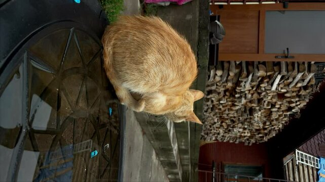 Back view of a sitting rad cat