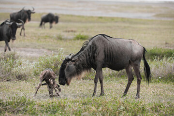 Fototapeta premium a newly born wildebeest calf is struggling to stand up with the aid of its mother, on the vast savannah of Serengeti, Tanzania