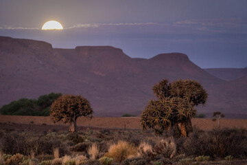 Quiver tree or kokerboom (Aloidendron dichotomum, prev. Aloe dichotoma) and moonrise. Gannabos,...