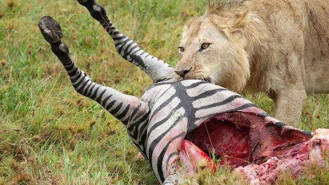 Wild Lion eating catched zebra prey in safari park. CLose up shot. Tanzania, Africa. Dangerous Lion Hunter kill Zebra.
