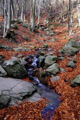 Arroyo 