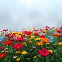 Obraz premium El tiempo lluvioso. florecer toda clase de flores 