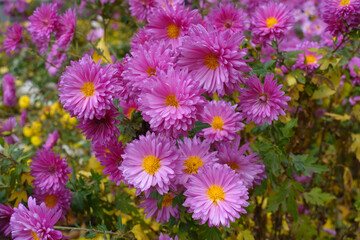 Obraz premium Profusion of pink flowers of Chrysanthemums in mid November