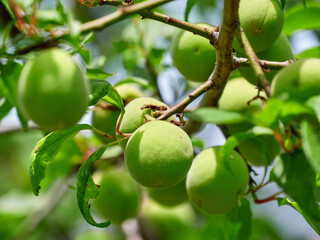 A plum tree bearing green fruits