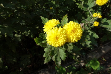 yellow flowers of three Chrysanthemums in mid October