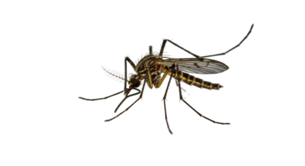 Isolated Detailed Close-Up of a Mosquito