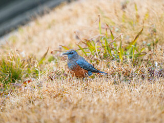 地面を歩くイソヒヨドリ