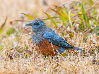 地面を歩くイソヒヨドリ