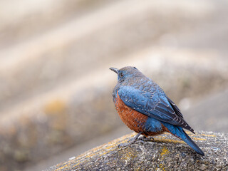 Naklejka premium 地面を歩くイソヒヨドリ