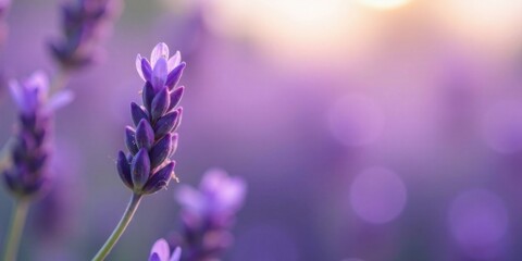 Fototapeta premium Close-up view of a single lavender bloom, bathed in soft, warm light, with a blurred background of additional lavender flowers, creating a serene and calming image.