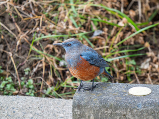 地面を歩くイソヒヨドリ