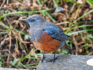 地面を歩くイソヒヨドリ