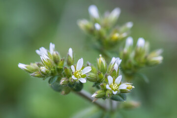sticky chickweed, clammy mouse-ear chickweed