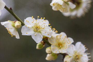 Japanese apricot