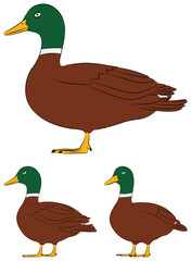 Illustration of duck in vector design. Flat design illustration.