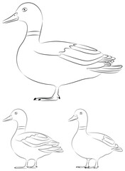 Obraz premium Simple Line Drawing of Duck. Flat design illustration.