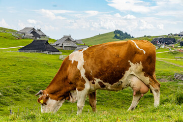 Velika Planina, Kamnik, Slovenia. Lord of the Rings style village. Wooden typical houses, hills,...