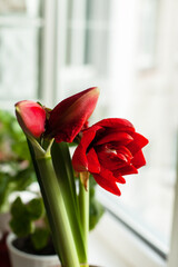 Bright blooming red hippeastrum with buds near the window, macro. Home gardening concept, seasonal flowers. Growing beautiful houseplants. Inspirational floral picture, selective focus.
