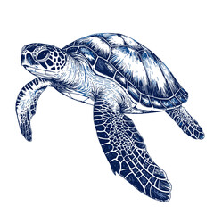 Obraz premium Blue ink sea turtle clipart Vector floating turtles animal underwater illustration isolated on a white background