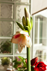 Beautiful delicate pink and white hippeastrum bloom on background of glass wall and window close-up. Growing seasonal flowers at home. Inspirational floral photo, arrival of spring